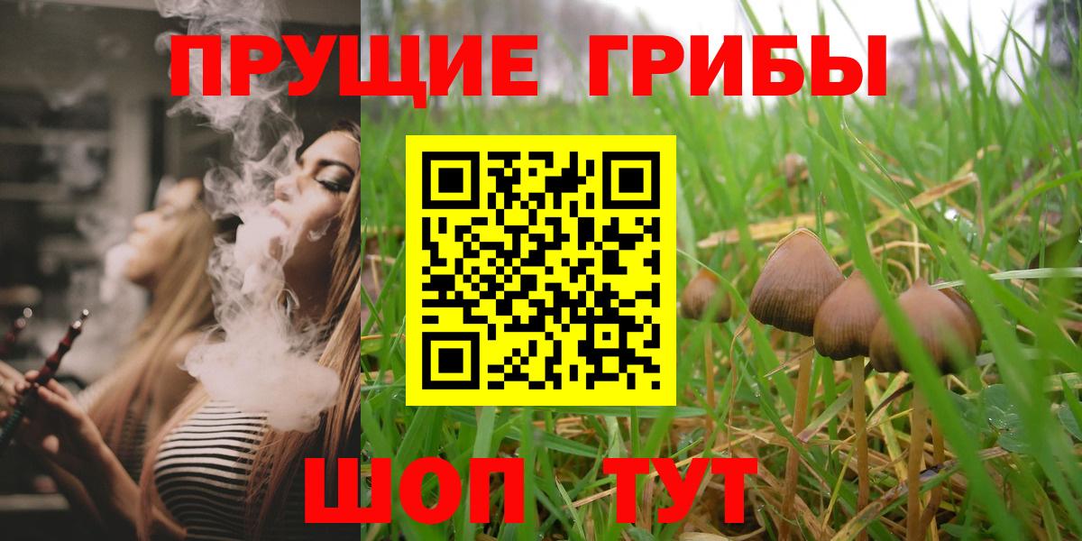 Псилоцибиновые грибы Psilocybe Тутаев